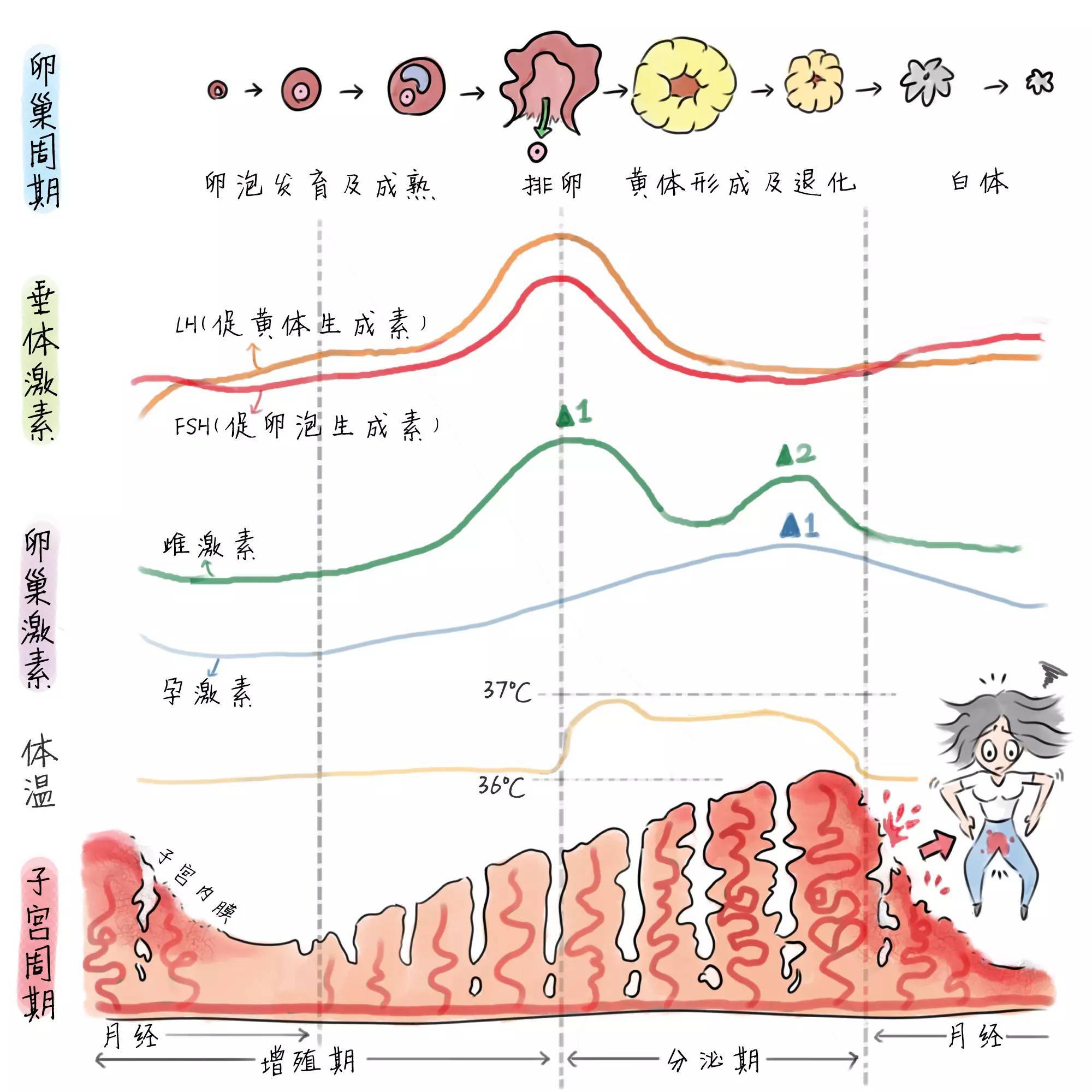 月经周期的计算，了解你的生理周期