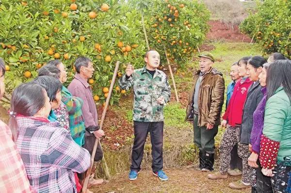 广东省马草种植基地的探索