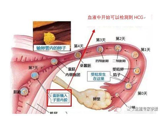 三个月不来月经是否正常？解读月经周期与潜在因素